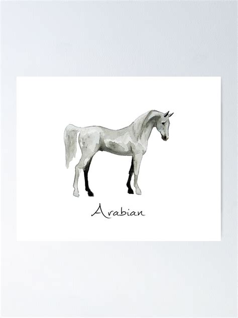 Arabian Horse Breed Profile Poster By Viewoodman Redbubble