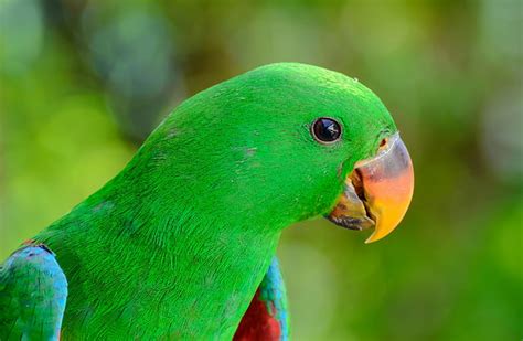 Green Parrot Bird Green Bird Parrot Beak Bird Hd Wallpaper