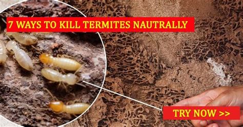 How To Kill Termites Naturally 7 Simple Methods To Get Rid Of Termites