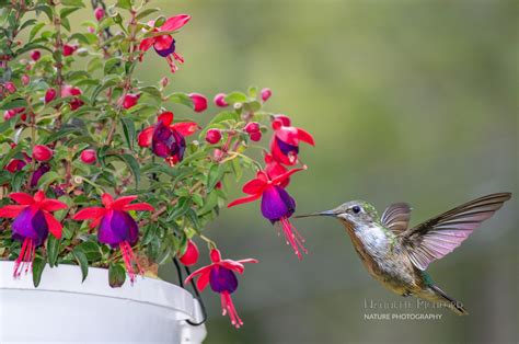 Hummingbird Favorite Annuals Flowers 10 Plants To Attract