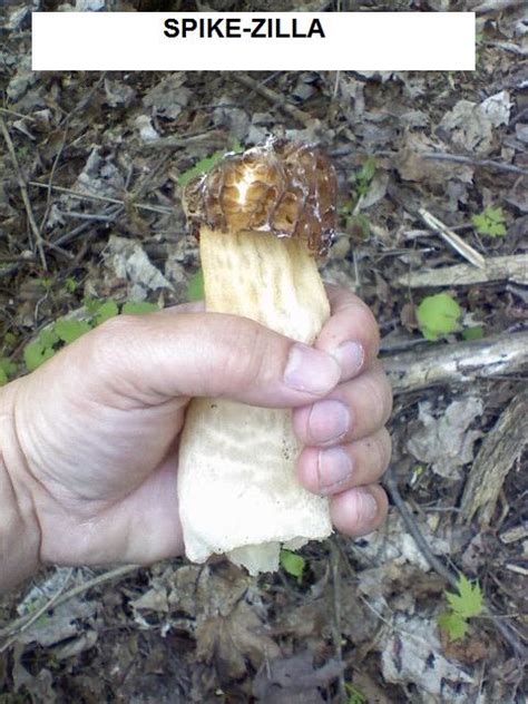 Ohio Mushroom May 1 2008 Flickr Photo Sharing