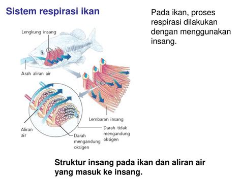 Pras Academy SD Berbagai Sistem Pernapasan Pada Hewan