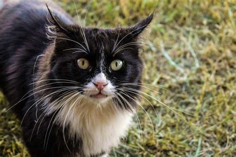 How To Tell If A Cat Is Feral 6 Things To Look For Wildlife Informer