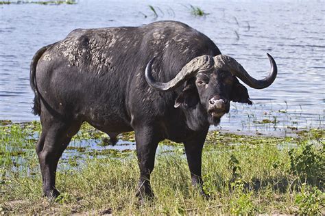 The Cape Buffalo That General Zaroff Shot The Most Dangerous Game