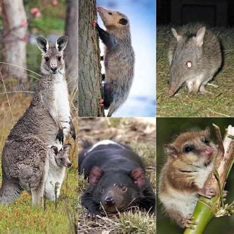 Marsupial Wikipedia