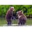 Adorable Bear Cubs Shaking Hands  Irish Mirror Online
