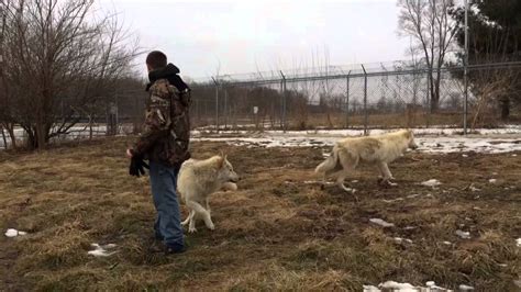 Howling Wolves Lupi Che Ululano Indiana Wolf Park Youtube