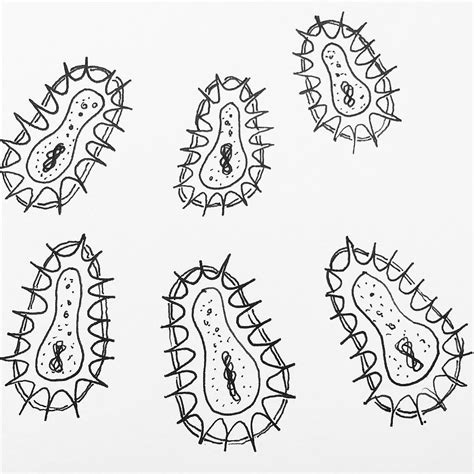 Draw Bacteria Cell Prokaryotic Prokaryotes Biology Drawing Easy