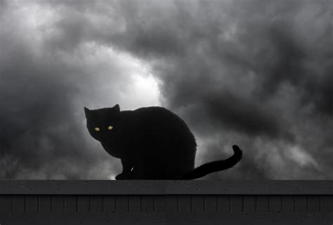 Black Cats Halloween Hazards Motivating Myths Cattime