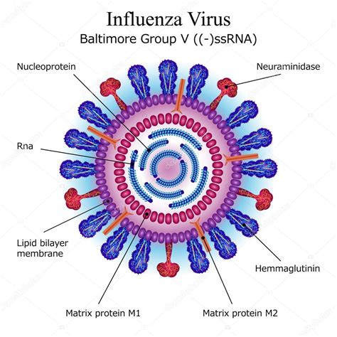 Diagrama De Estructura De Partículas De Virus De La Gripe — Vector De
