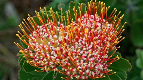 South African Flowers