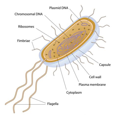 What Is A Bacterium With Pictures