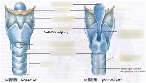 Anterior And Posterior View Of The Larynx Figure 503 Diagram Quizlet