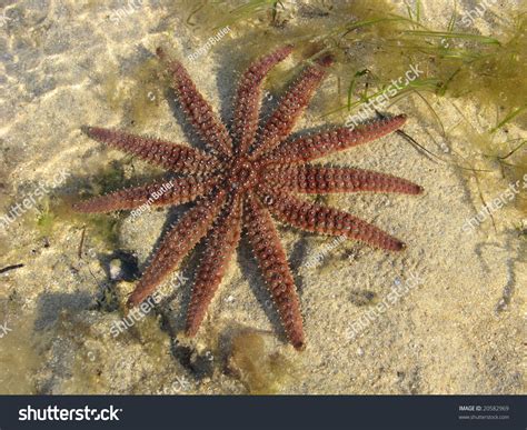Eleven Armed Starfish Seastar Coscinasterias Calamaria Stock Photo