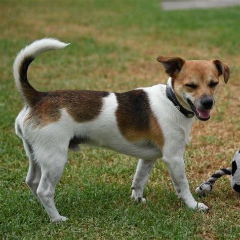 Ryder Jack Russell X Foxy On Trial Small Male Fox Terrier X Jack Russell Terrier
