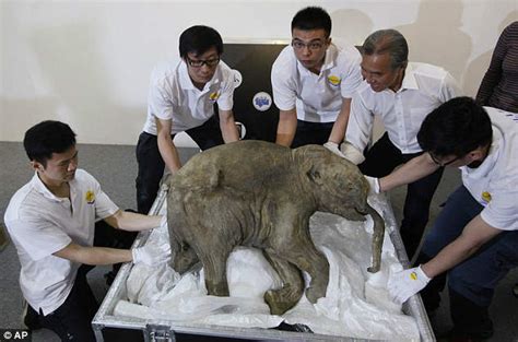 世界で最も保存状態のいいマンモスの赤ちゃんのミイラ『リューバ（lyuba）』本日より香港で一般公開