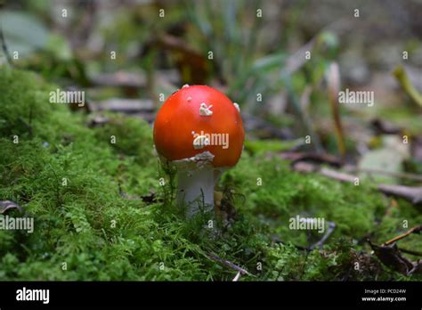 Mushrooms In German Forest Stock Photo Alamy