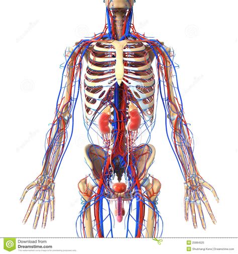 Das lymphsystem transportiert interstitielle flüssigkeit, fette und immunzellen du willst mehr über das thema lymphsystem lernen? Anatomie Des Urinausscheidenden Systems Mit Adern Und Dem ...