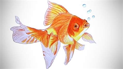 Realistic Goldfish Drawing Step By Step Mambu Png