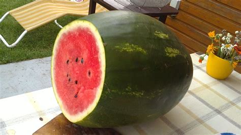 Bulgarian Watermelon Homegrown 5 Seeds Etsy