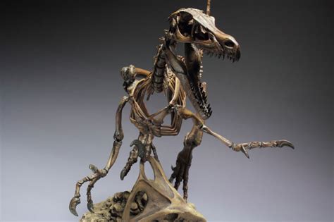 Brantworks Velociraptor Skeleton
