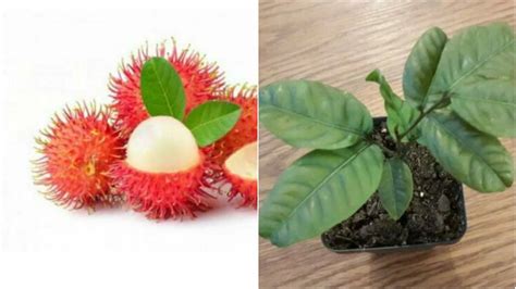1 Rambutan Fruit Tree Seedlings 36 Live Plants Etsy