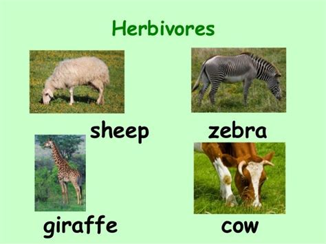Carnivores Herbivores Omnivores With Examples