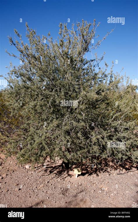 Desert Ironwood Bush Olneya Tesota Arizona Usa Stock Photo Alamy