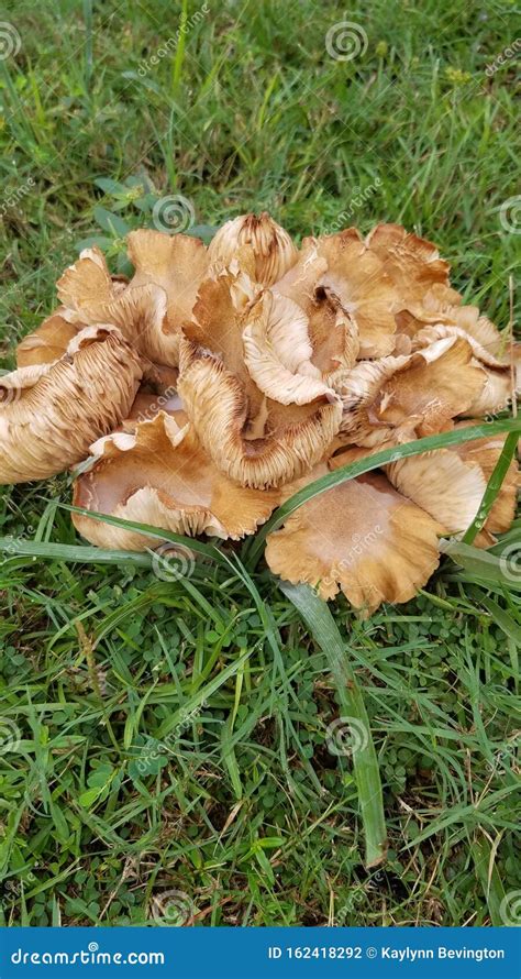 Psychedelic Mushroom Stock Photo Image Of Vibrant Wild 162418292