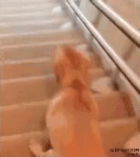 Lab GIF Labrador Retriever Labrador Retriever Discover Share GIFs