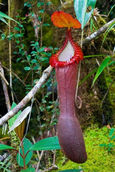 世界上最奇怪和最有趣的20种植物和真菌 猫头鹰 188jdc金宝搏