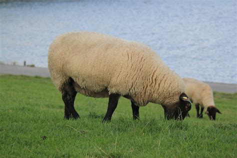 Free Images Wildlife Herd Pasture Grazing Sheep Mammal Fauna