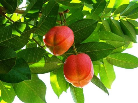 The famous sibling of the tomato you are familiar to, it has a burnt and paler color, with seeds of distinct shape found at the center when slicked in half. Top 10 Unusual Fruits around the World