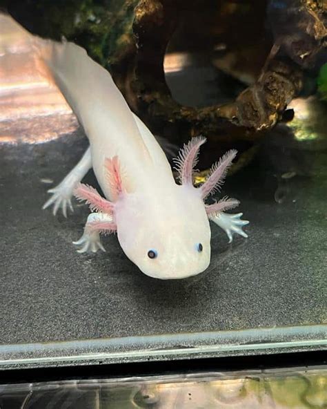 Gfp Axolotl Guide Why Glowing Care And Diet Ac Aquarium Life