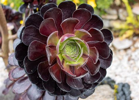 10 Purple Succulents For Growing Indoors And Outdoors