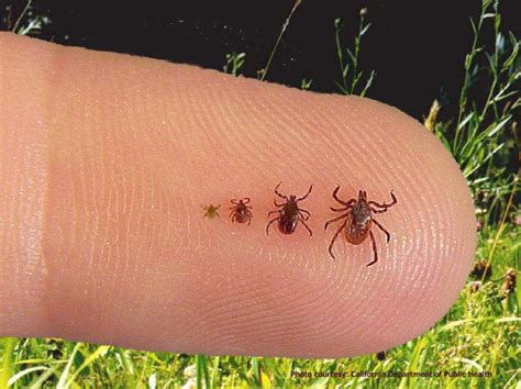 Ticked Off What We Dont Know About Lyme Disease Dr Judy Stone