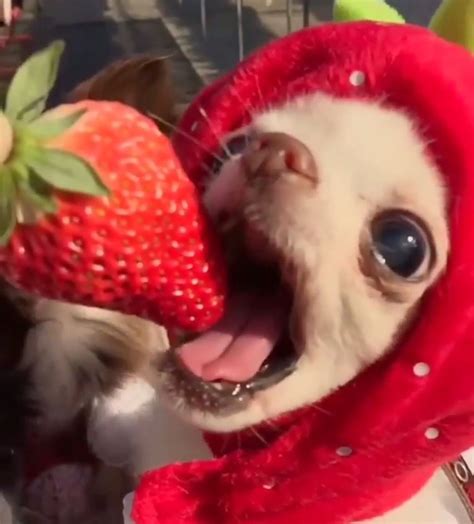 Nom Nom Chihuahua Cute Animal Memes Cute Animals Baby Animals Funny