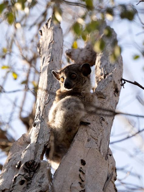 Red Tailed Sportive Lemur Lepilemur Ruficaudatus Sits On A Trunk And
