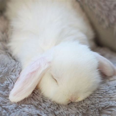 Fluffy White Bunny Sleeping Could This Be Any Cuter Sleeping
