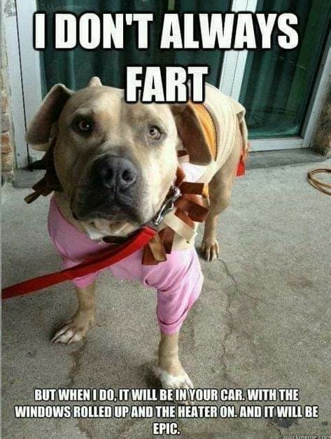 Pin By Jodi Bieler On Funny Funny Dog Memes Funny Animal Memes Dog