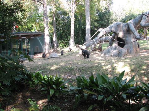 African Rain Forest Gorilla Habitat 3 Zoochat