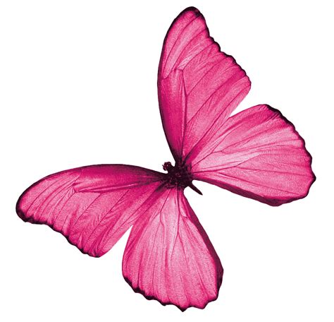 Real Pink Butterfly Png Image Background Png Arts