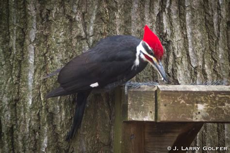 Science/nature birds woodpecker woodpecker sounds black woodpecker. Piliated Woodpecker Pays a Visit