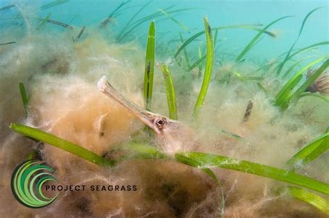 Seagrass Restoration Uk Wales Explorers Against Extinction