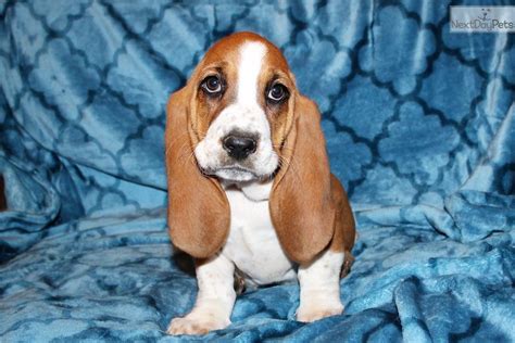 Basset hound mixes combine the charasmatic basset with another brilliant breed. Eady: Basset Hound puppy for sale near Jackson, Mississippi. | 59b27130-a401