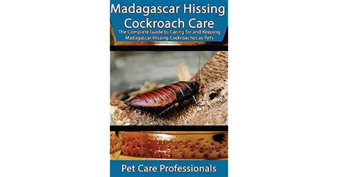 Madagascar Hissing Cockroach Care The Complete Guide To Caring For And