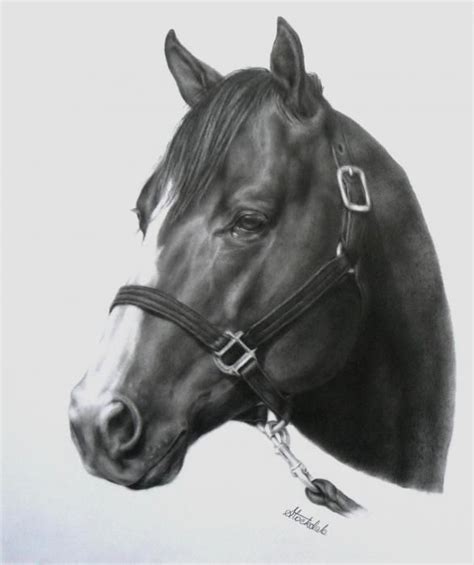 Quarter Horse Portrait By Margaret Stockdale Horse Drawings Horses