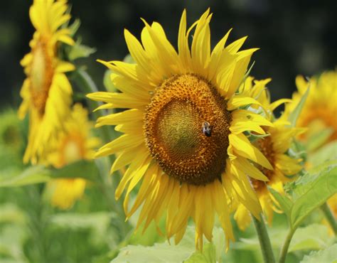 Photos Sunflower Fields Start Blooming In Poolesville Montgomery