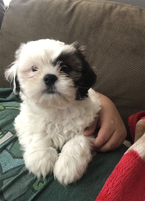 We did not find results for: Shih Tzu Puppies For Sale | Boston, MA #313202 | Petzlover