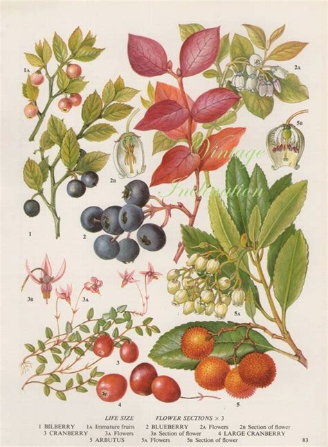 mirtillo antico stampa botanica dell annata di vintageinclination antique botanical print